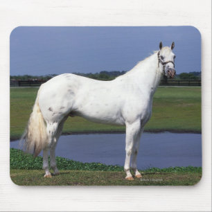 Appaloosa Horse Mouse Pad