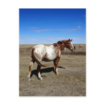Appaloosa horse on summer prairies