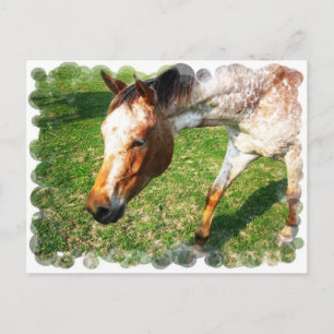 Appaloosa Horse Postcard