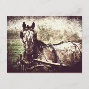 Appaloosa Horse Postcard