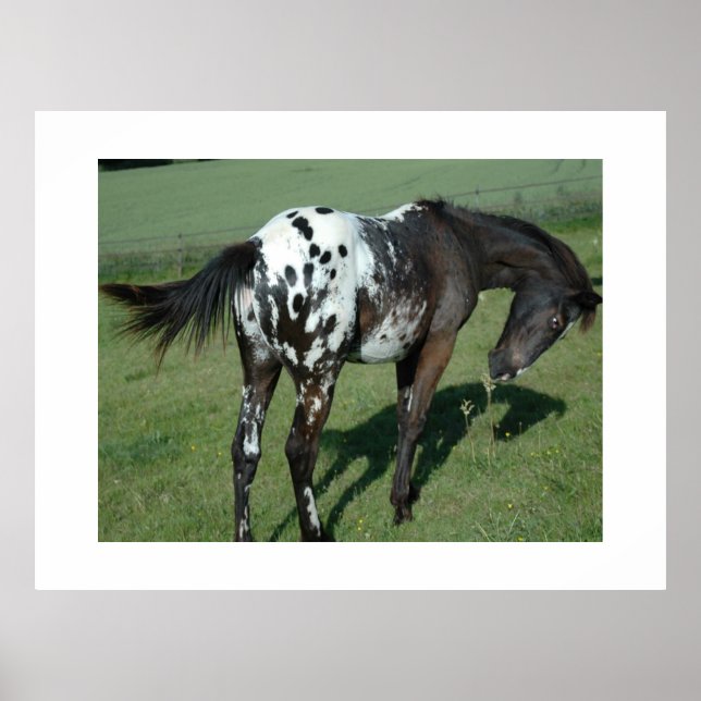 Appaloosa Horse Poster (Front)