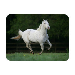 Appaloosa Horse Running 1 Magnet