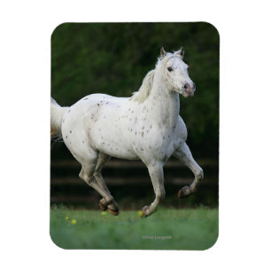 Appaloosa Horse Running 1 Magnet