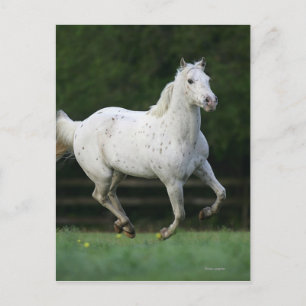Appaloosa Horse Running 1 Postcard