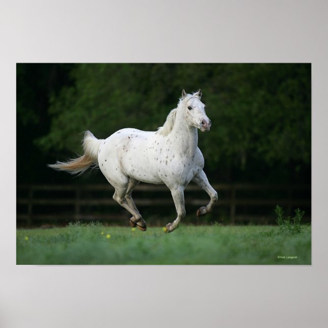 Appaloosa Horse Running 1 Poster (Front)