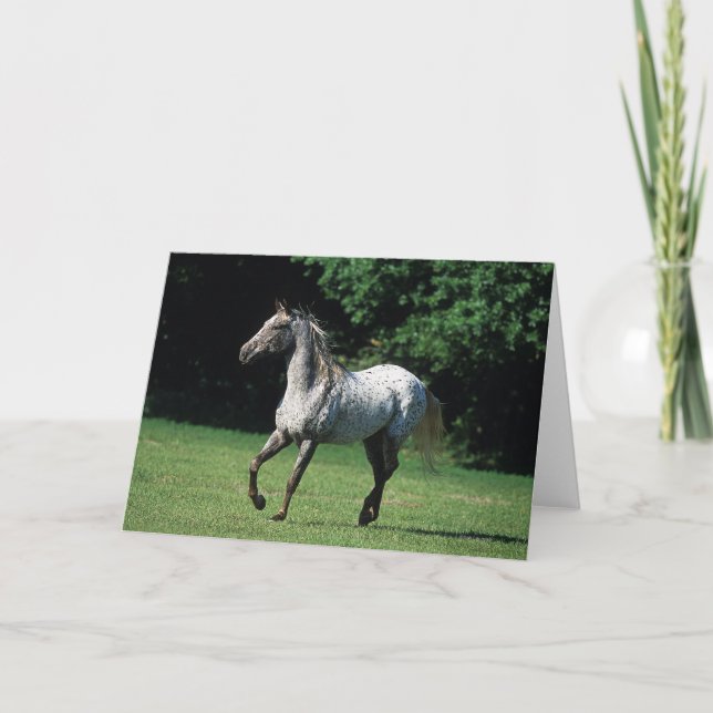 Appaloosa Horse Running 2 Card (Front)