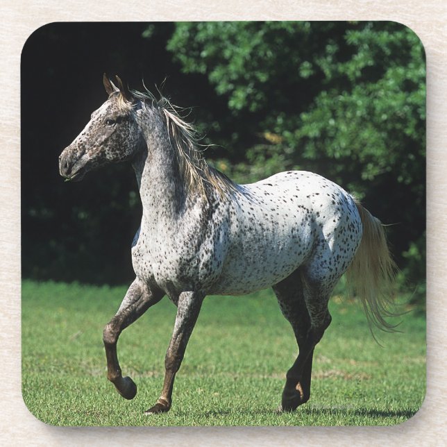 Appaloosa Horse Running 2 Coaster (Front)