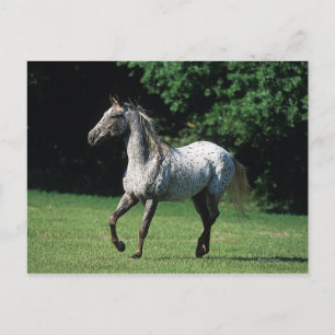Appaloosa Horse Running 2 Postcard