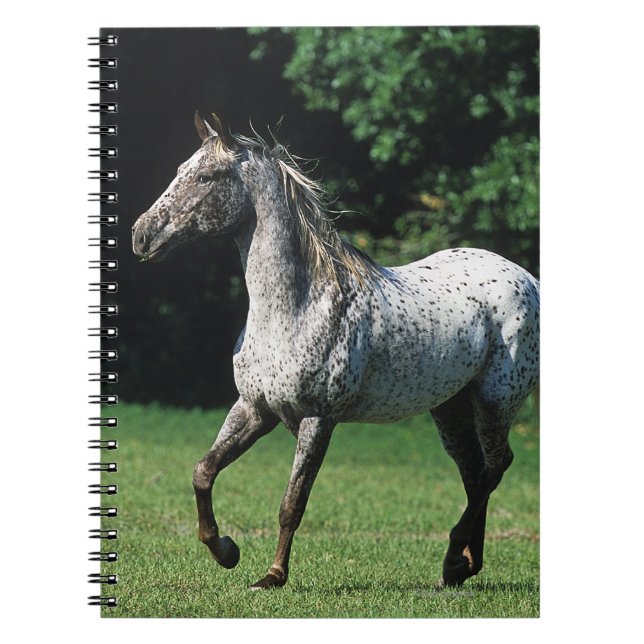 Appaloosa Horse Running 2 Spiral Notebook (Front)