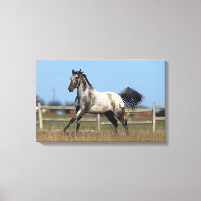 Appaloosa Horse Running 3 Canvas Print (Front)