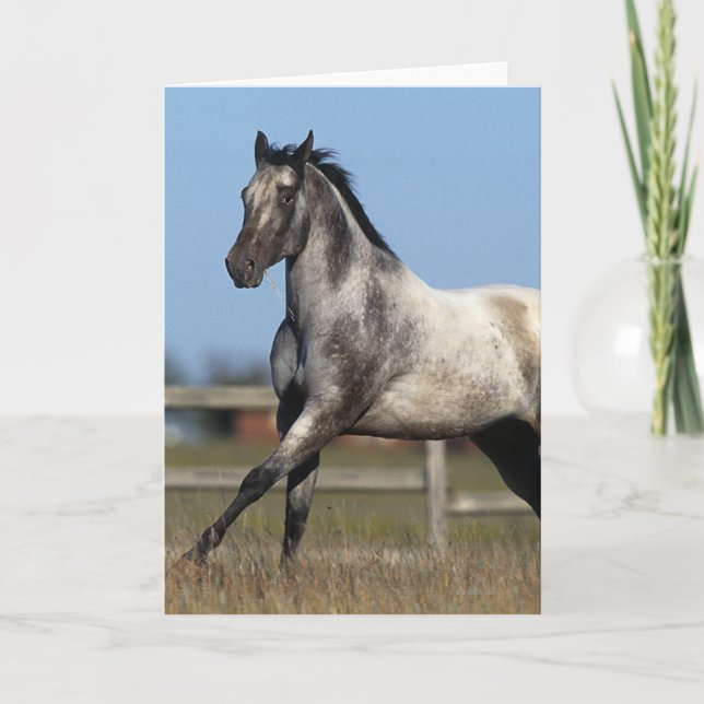 Appaloosa Horse Running 3 Card (Front)