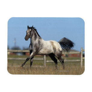Appaloosa Horse Running 3 Magnet