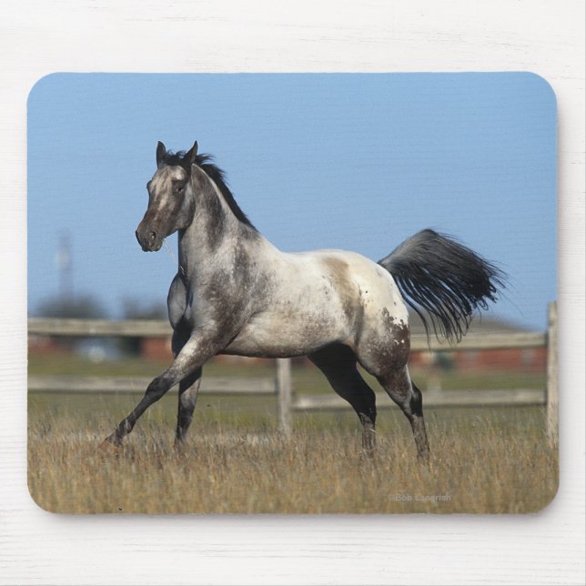 Appaloosa Horse Running 3 Mouse Pad (Front)