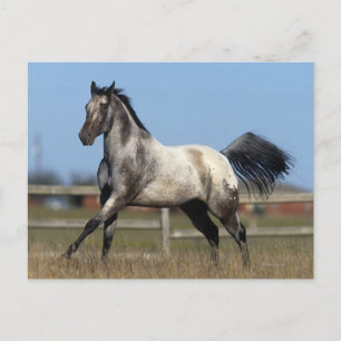 Appaloosa Horse Running 3 Postcard