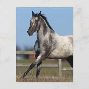 Appaloosa Horse Running 3 Postcard