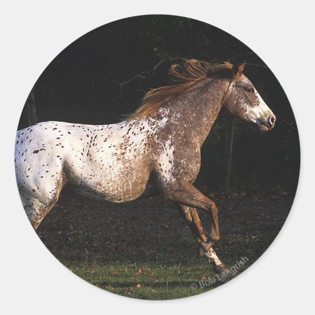 Appaloosa Horse Running 4 Classic Round Sticker (Front)