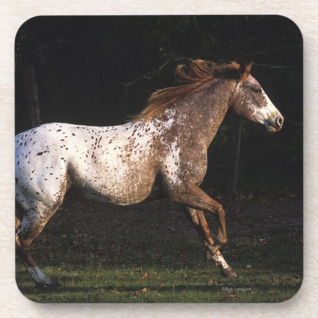 Appaloosa Horse Running 4 Coaster (Front)