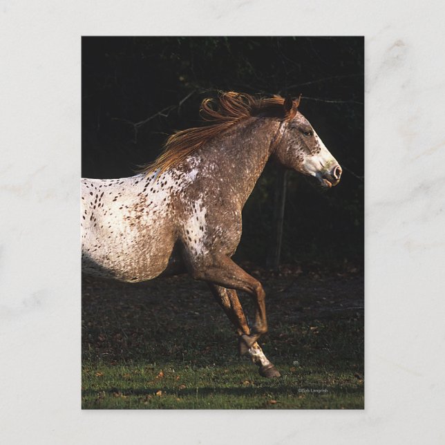 Appaloosa Horse Running 4 Postcard (Front)