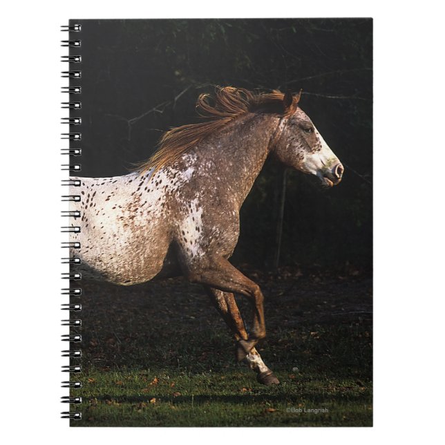 Appaloosa Horse Running 4 Spiral Notebook (Front)