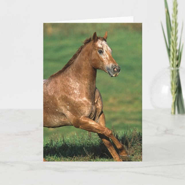 Appaloosa Horse Running in Grassy Field Card (Front)