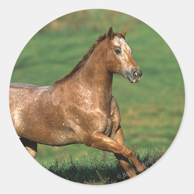 Appaloosa Horse Running in Grassy Field Classic Round Sticker (Front)