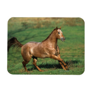 Appaloosa Horse Running in Grassy Field Magnet