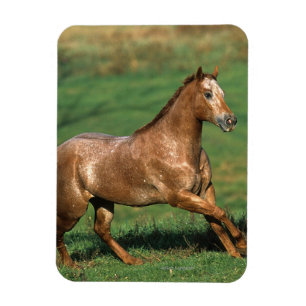 Appaloosa Horse Running in Grassy Field Magnet