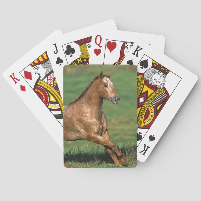 Appaloosa Horse Running in Grassy Field Playing Cards (Back)