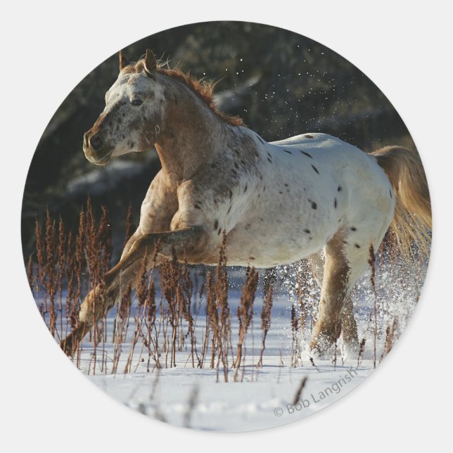 Appaloosa Horse Running in the Snow Classic Round Sticker (Front)