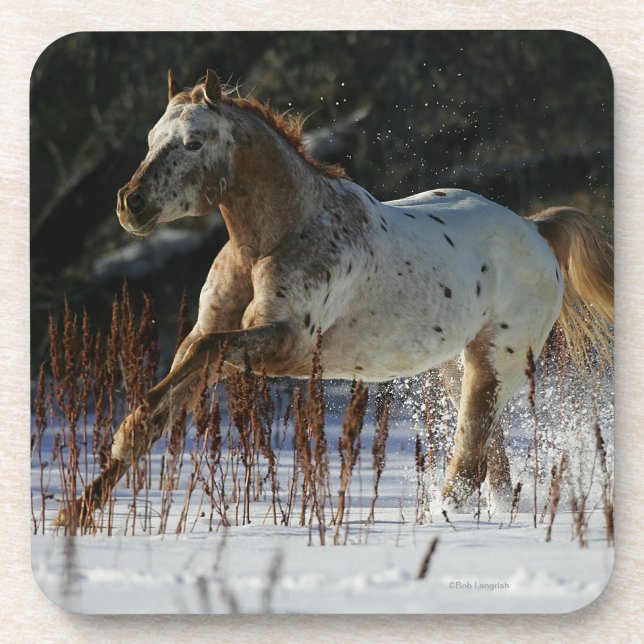 Appaloosa Horse Running in the Snow Coaster (Front)