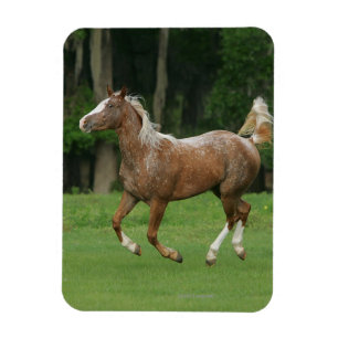 Appaloosa Horse Running Magnet