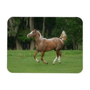 Appaloosa Horse Running Magnet