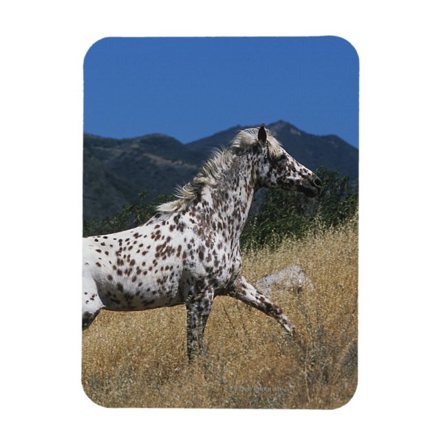 Appaloosa Horse Running up Mountain Magnet (Vertical)