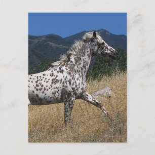 Appaloosa Horse Running up Mountain Postcard