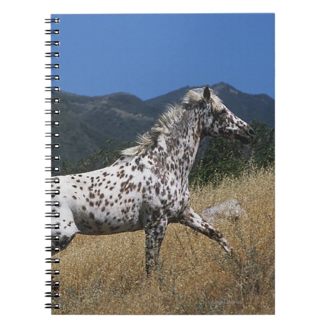 Appaloosa Horse Running up Mountain Spiral Notebook (Front)