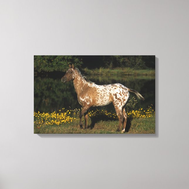 Appaloosa Horse Standing by Lake Canvas Print (Front)