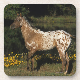 Appaloosa Horse Standing by Lake Coaster