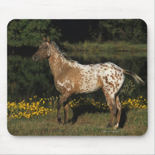Appaloosa Horse Standing by Lake Mouse Pad