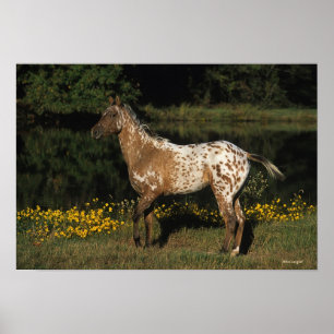 Appaloosa Horse Standing by Lake Poster