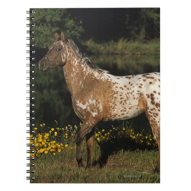 Appaloosa Horse Standing by Lake Spiral Notebook (Front)