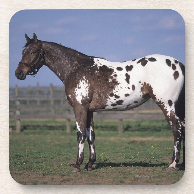 Appaloosa Horse Standing Coaster (Front)