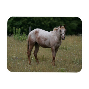 Appaloosa Horse Standing in the Grass Magnet