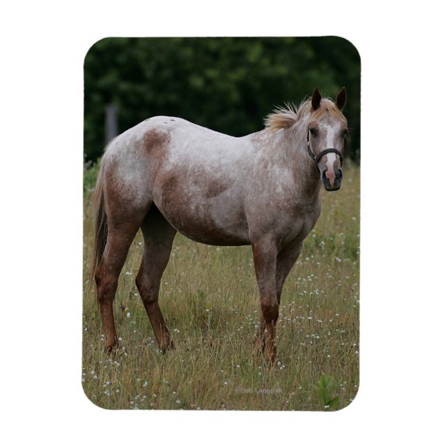 Appaloosa Horse Standing in the Grass Magnet (Vertical)