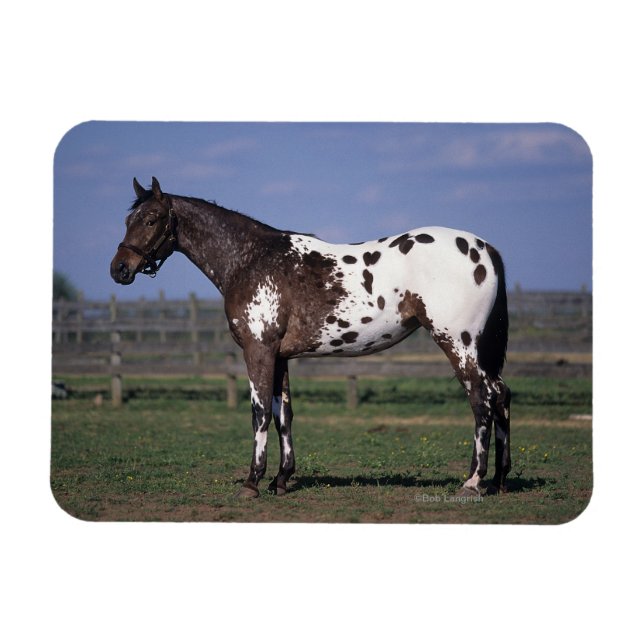 Appaloosa Horse Standing Magnet (Horizontal)