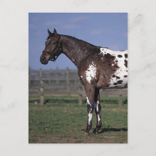Appaloosa Horse Standing Postcard