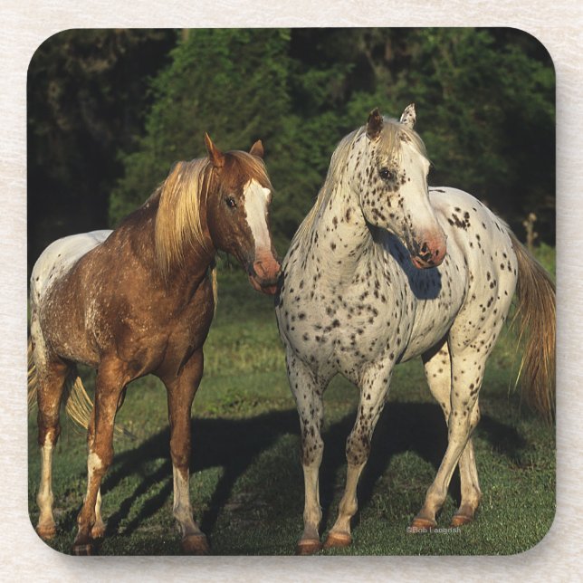 Appaloosa Horses Coaster (Front)