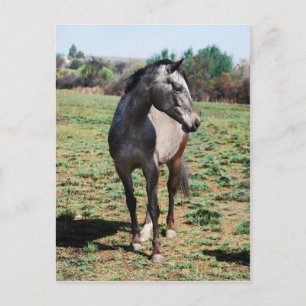 Appaloosa horses postcard
