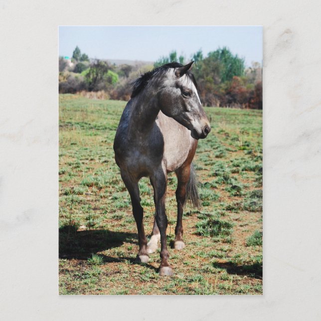 Appaloosa horses postcard (Front)