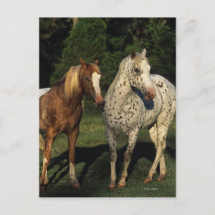 Appaloosa Horses Postcard