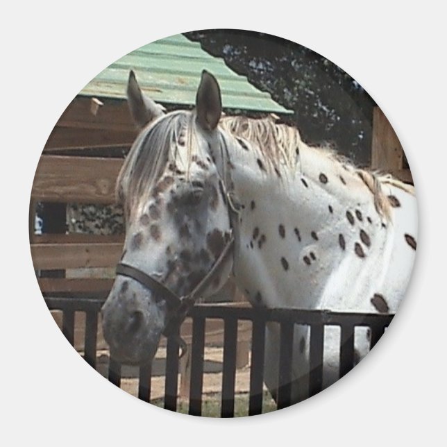 Appaloosa Magnet (Front)